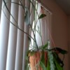 leggy hanging houseplant