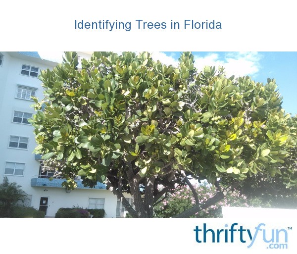 Identifying Trees in Florida? ThriftyFun