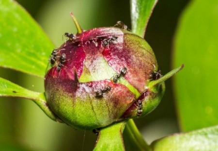 A peony bud covered in tiny sugar ants.