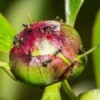 A peony bud covered in tiny sugar ants.