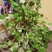 trailing plant