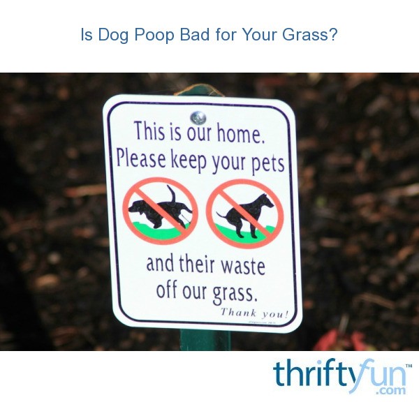 Is Dog Poop Bad for Your Grass? ThriftyFun