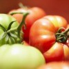 Close up of two green and two red tomatoes on basket