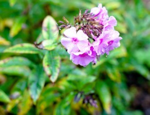 Close up of Phlox with pink blossoms and several leaves turning yellow