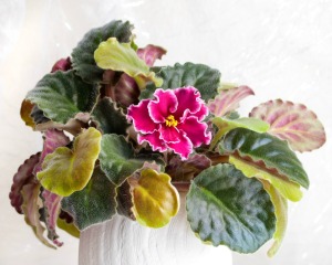 Potted African Violet with some yellow leaves