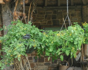 Hanging planter baskets holding tomato plants with numerous yellow blossoms and green cherry tomatoes against a rustic background.