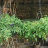 Hanging planter baskets holding tomato plants with numerous yellow blossoms and green cherry tomatoes against a rustic background.