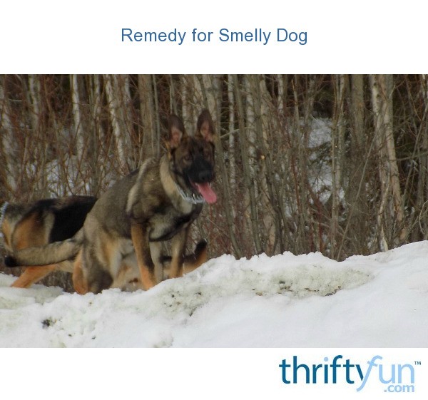 Remedy for Smelly Dog? ThriftyFun