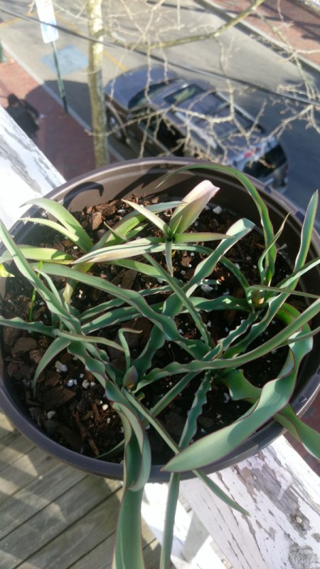 multiple medium green long leaved plants in pot