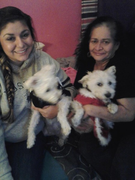 two creamy white terrier mix dogs