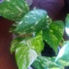 pothos leaves of green and cream