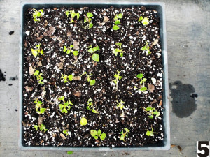 Rooting Impatiens Cuttings