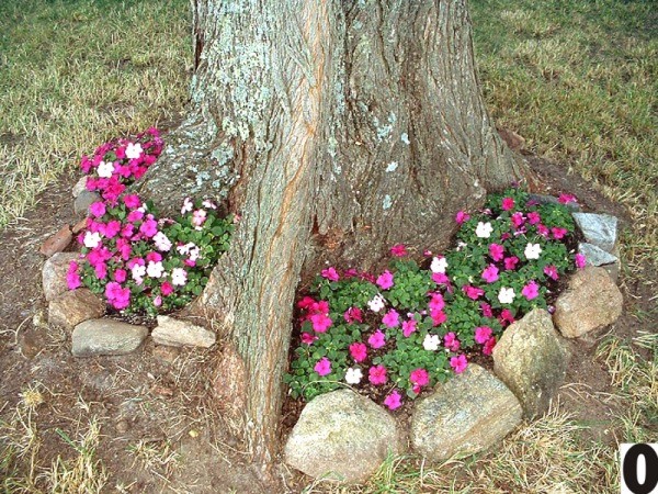 impatiens growing around a tree