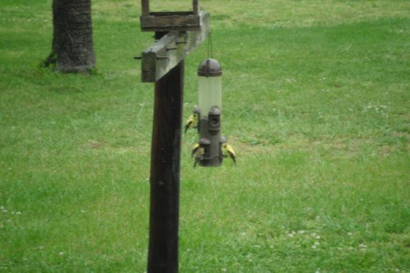 Gold Finches