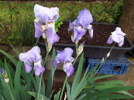 light purple iris