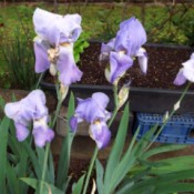 light purple iris