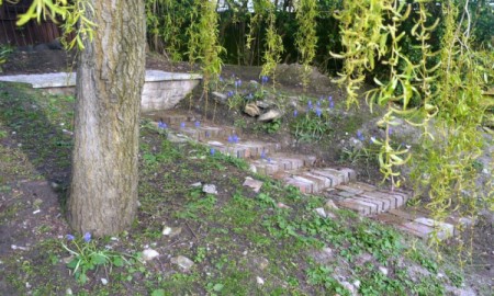 Grape Hyacinth on our "Junk Hill"