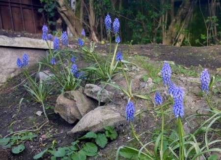 Grape Hyacinth on our "Junk Hill"