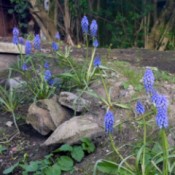 Grape Hyacinth on our "Junk Hill"