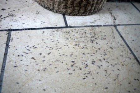 Sweep or Vacuum with Dried Lavender
