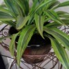 wide long variegated green leafed plant
