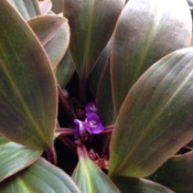 closeup of leaves and flower