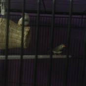 zebra finches