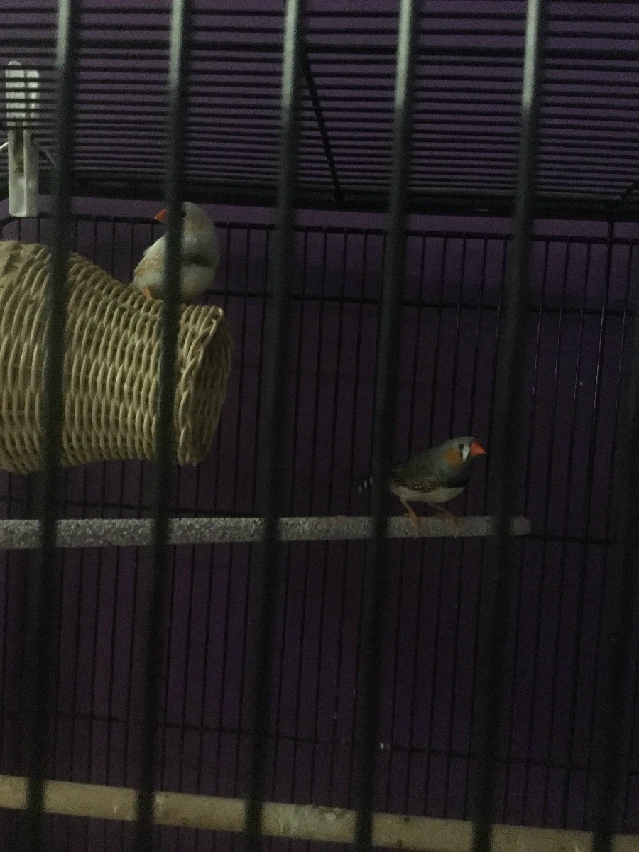 Caring for Zebra Finches ThriftyFun