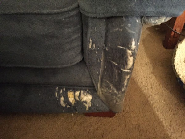 Repairing Cat Scratched Couch ThriftyFun