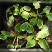 Dividing Small Clumps Of Hosta