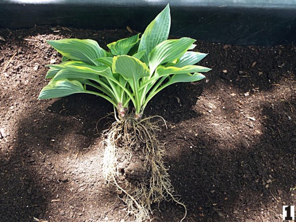 Dividing Small Clumps Of Hosta