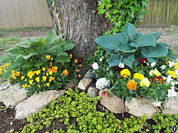 Dividing Small Clumps Of Hosta