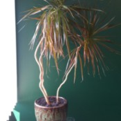 dracaena like plant