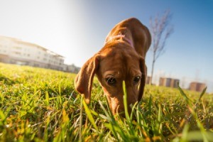 A dog outside on grass.