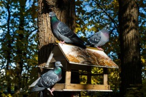 Three pigeons on a bird feeder