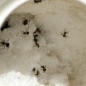 Several small ants inside a sugar bowl