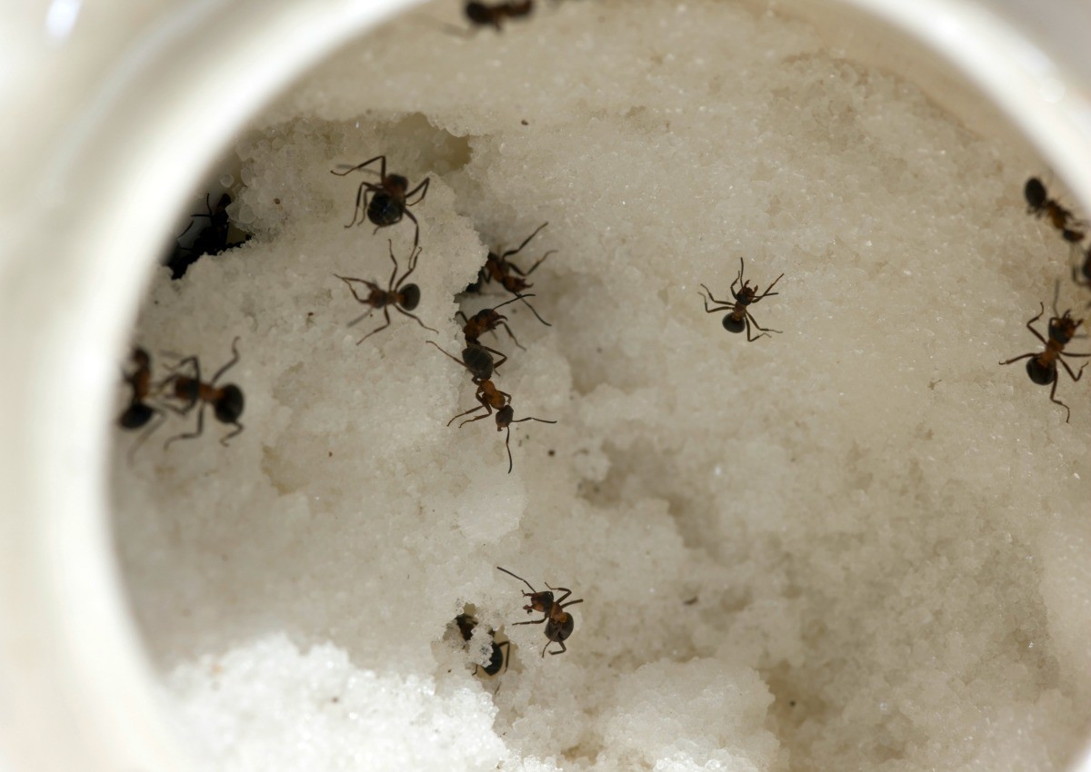 Getting Rid of Small Black Ants 