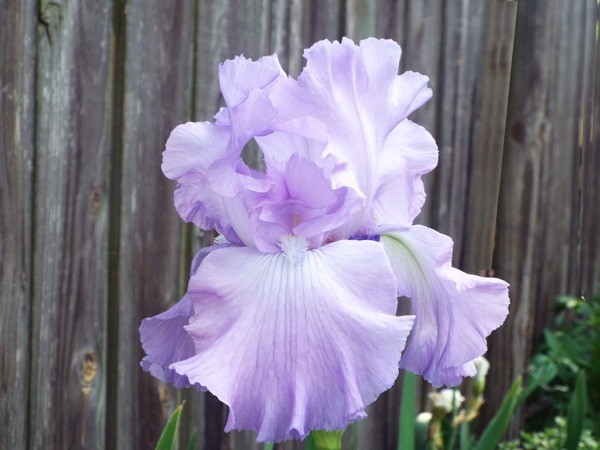 pale lavender and white iris