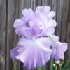 pale lavender and white iris