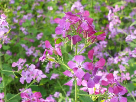 closeup of lunaria