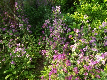 Lunaria