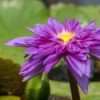 Purple lotus or water lily.