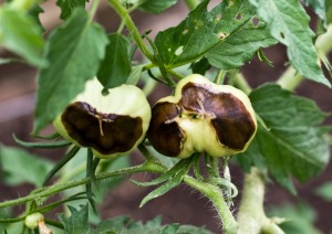 Tomatoes with blossom end rot.