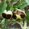 Tomatoes with blossom end rot.