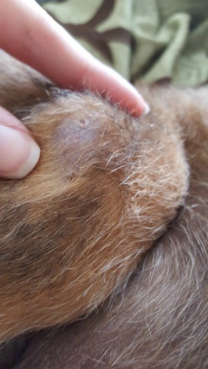 lump on puppy's Leg