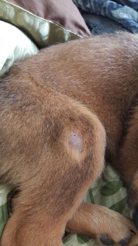 Puppy Has a Lump on His Leg