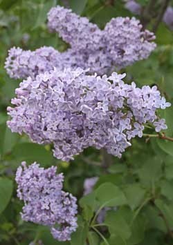 Eight Reasons Your Lilac Bush Won T Bloom Thriftyfun,Cheating Spouse Anonymous Cheating Letter
