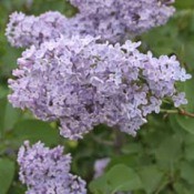 Eight Reasons Your Lilac Bush Won't Bloom