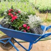 Phlox and Dusty Miller plants in a blue wheelbarrow