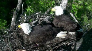 Watching an Eagle Cam